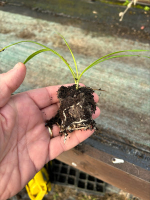 Agapanthus africanus 'Big Blue' x 5 Pack - 5/5cm JUMBO Plug Plants For Sale