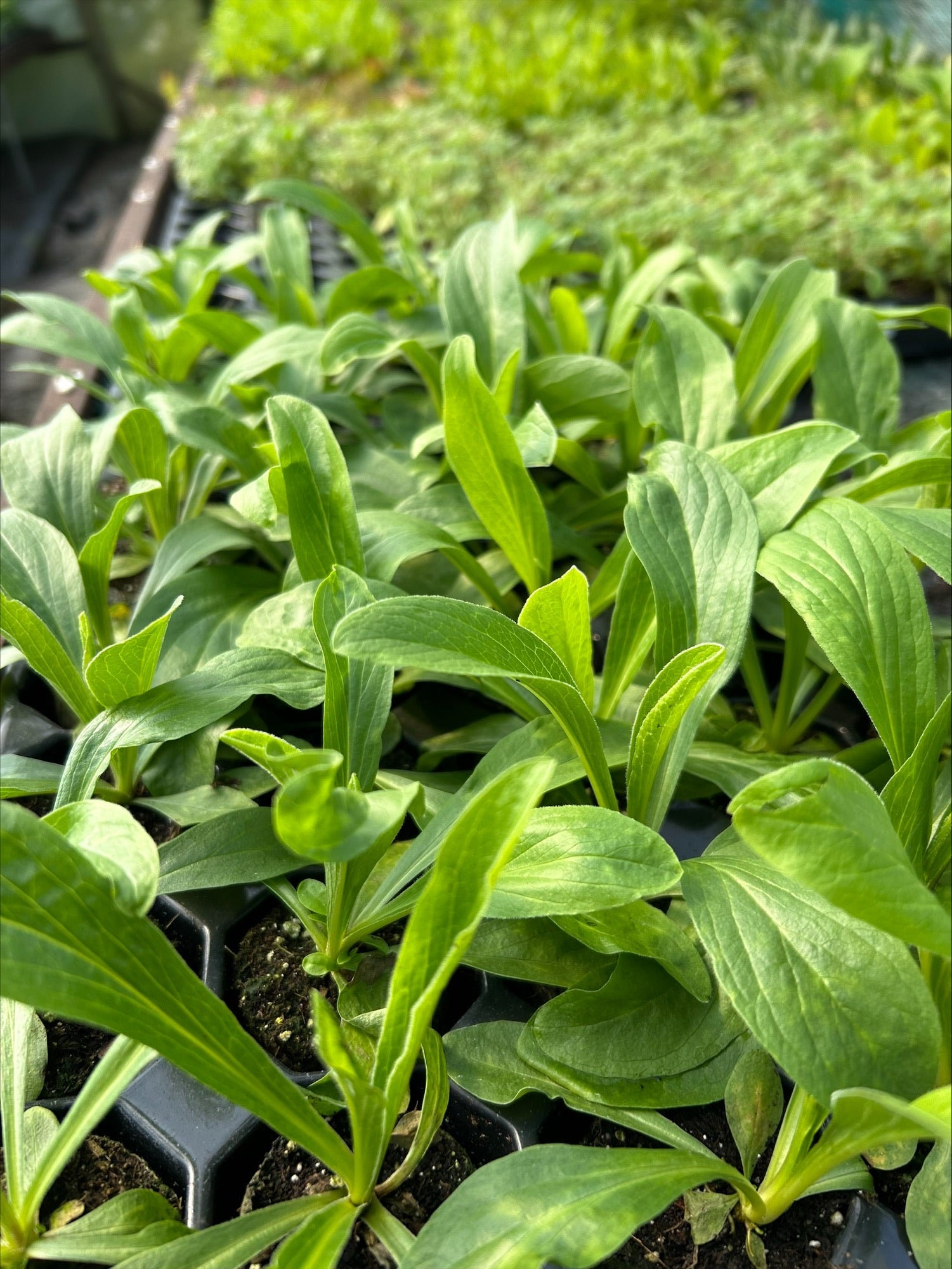 Foxglove 'Milk Chocolate' x 5 Pack - 5/5cm JUMBO Plug Plants For Sale