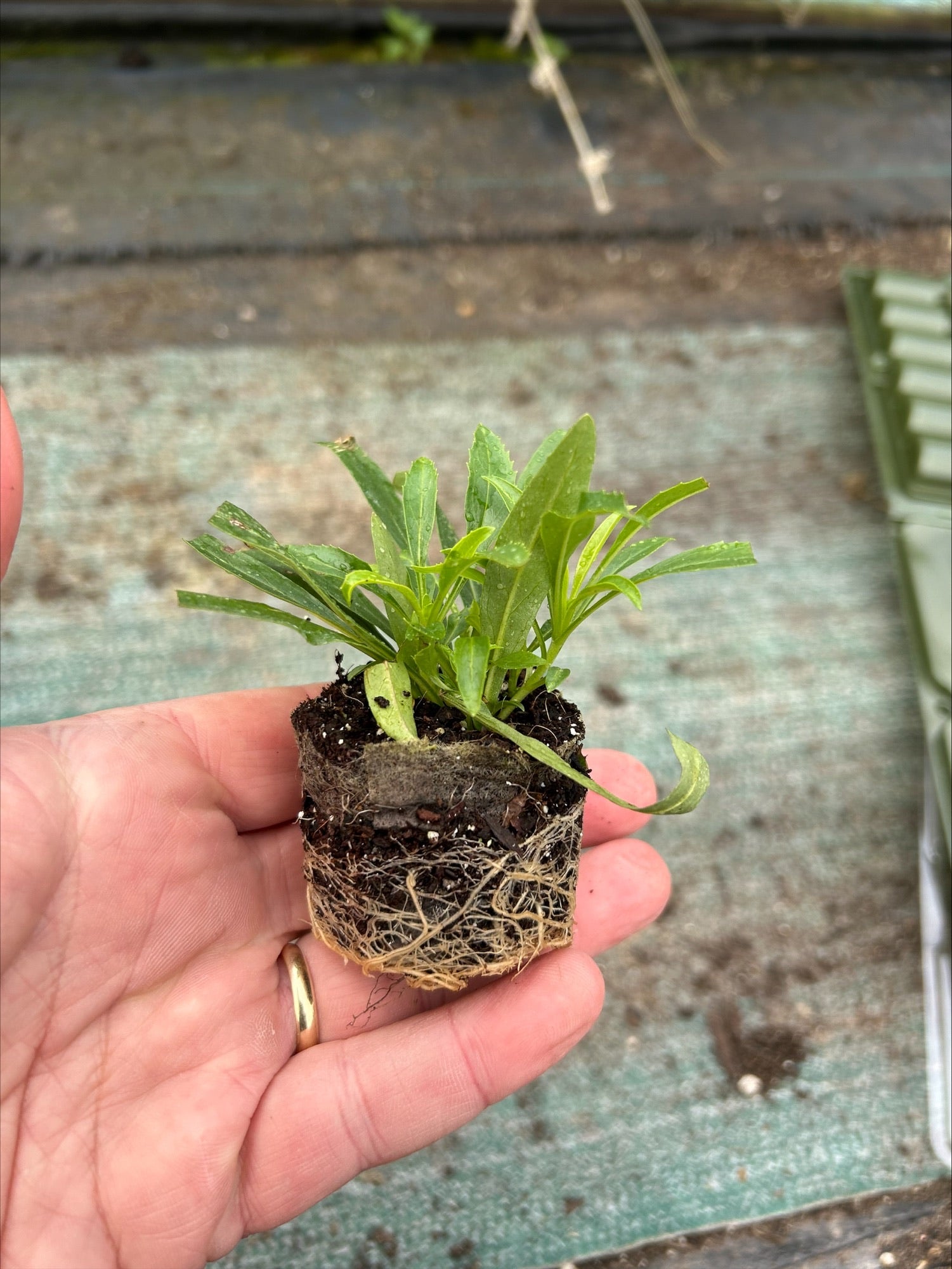 Penstemon 'Heavenly Blue' 3 Pack - 7cm Plants For Sale