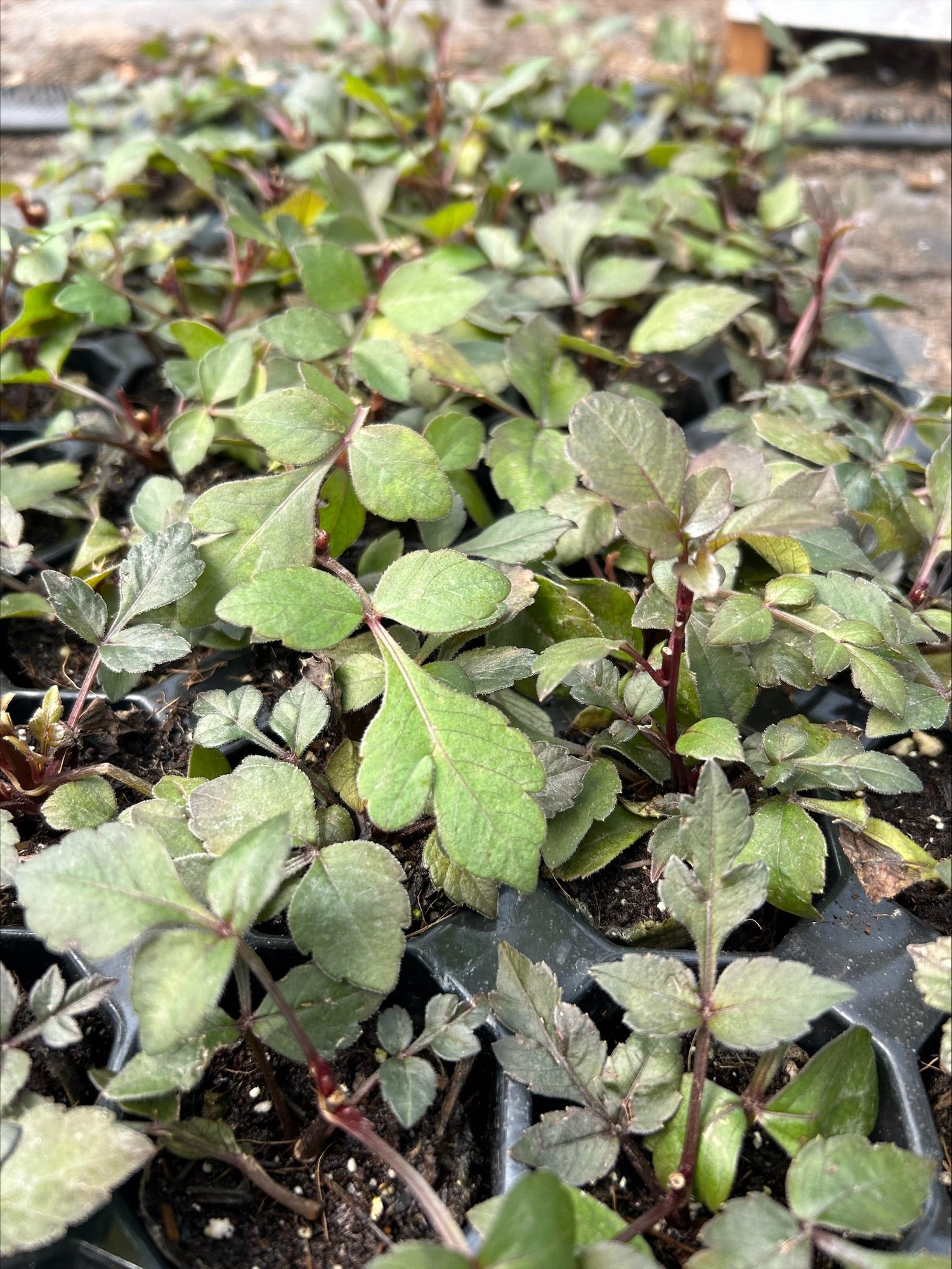 Dahlia 'Bishop of Canterbury' x 5 Pack - 5/5cm JUMBO Plug Plants For Sale