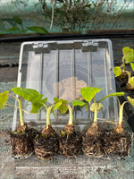 Colocasia Maui Gold Perennial x 5 Pack - 5cm Plug Plants For Sale FREE P&P