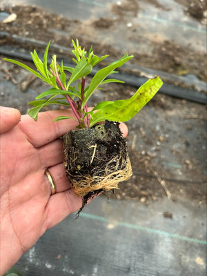 Penstemon 'Purple Bedder' x 3 Pack - 7cm Plants For Sale