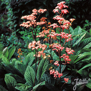 RODGERSIA Henrici - x 5 Pack - 5cm JUMBO Plug Plants For Sale