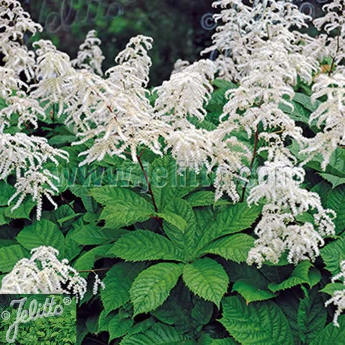 RODGERSIA aesculifolia - x 5 Pack - 5cm JUMBO Plug Plants For Sale