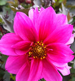 Dahlia Dreamy 'Double Rose' x 3 Pack - 7cm Plants For Sale