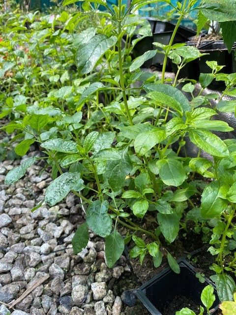 Salvia 'Trewithen Cerise' x 3 Pack - 5/7cm JUMBO Plug Plants For Sale