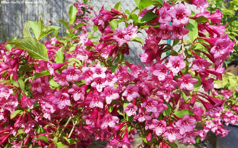 Weigela 'Rumba' x 5 Pack - 5cm Plants For Sale