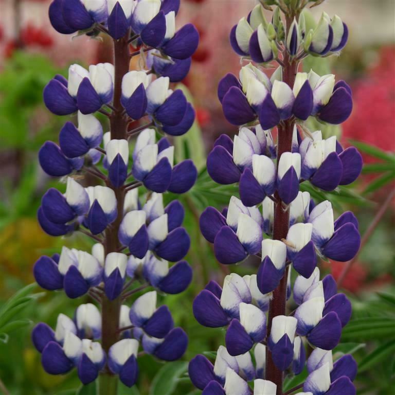 Lupin 'The Governor' x 5 Pack - 5/7cm JUMBO Plug Plants For Sale