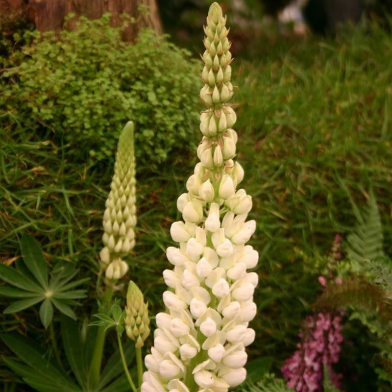 Lupin 'Noble Maiden’ Perennial - Pack of 3 - Jumbo Plug Plants - FREE Delivery