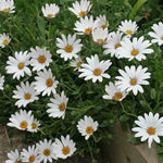 Osteospermum 'Snow Pixie' x 3 Pack - 5/7cm JUMBO Plug Plants For Sale