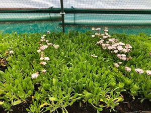 Osteospermum 'Snow Pixie' x 3 Pack - 5/7cm JUMBO Plug Plants For Sale