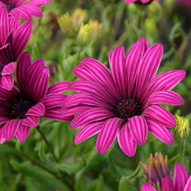 Osteospermum 'Tresco Purple’ Plants For Sale Jumbo Plug – Dartana Plants