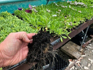 Osteospermum 'Tresco Purple’ x 3 Pack - 5/7cm JUMBO Plug Plants For Sale