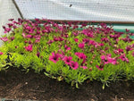 Osteospermum 'Tresco Purple’ x 3 Pack - 5/7cm JUMBO Plug Plants For Sale