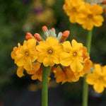 Primula Candelabra 'bulleyana' x 3 Pack - 5/7cm JUMBO Plug Plants For Sale