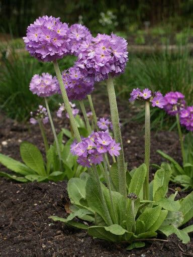 Primula 'Denticulata' x 5 Pack - 5cm Plug Plants For Sale