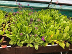 Primula 'Denticulata' x 3 Pack - 5/7cm JUMBO Plug Plants For Sale