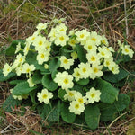 Wild Primrose 'Primula Vulgaris' x 3 Pack - 7cm Plants For Sale