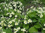 Wild Primrose 'Primula Vulgaris' x 3 Pack - 5/7cm JUMBO Plug Plants For Sale