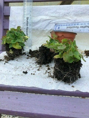 Balm ‘Variegated’ x 3 Pack - 5/7cm JUMBO Plug Plants For Sale