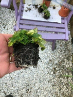 Balm ‘Variegated’ x 3 Pack - 5/7cm JUMBO Plug Plants For Sale