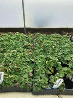 Balm ‘Variegated’ x 3 Pack - 5/7cm JUMBO Plug Plants For Sale