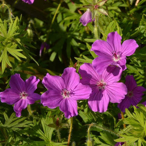 Geranium 'Tiny Monster' x 3 Pack - 5/7cm JUMBO Plug Plants For Sale