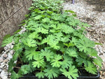 Geranium 'Tiny Monster' x 3 Pack - 5/7cm JUMBO Plug Plants For Sale