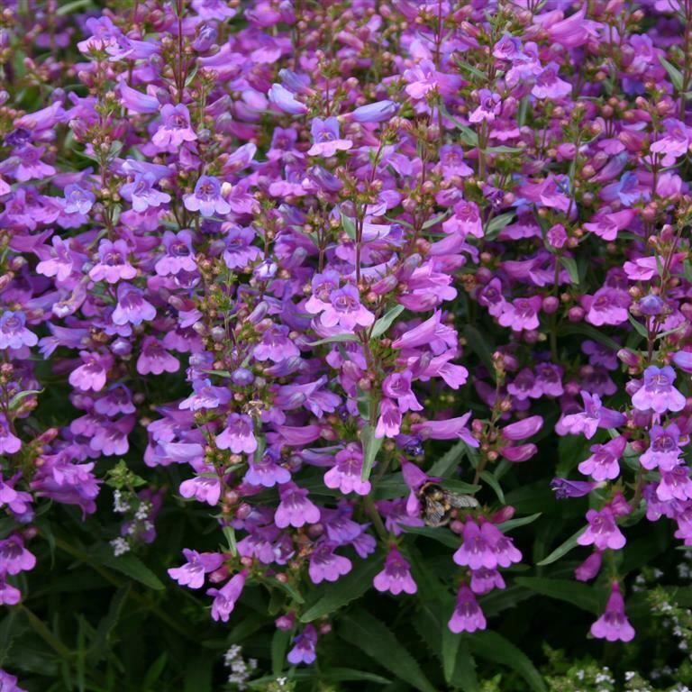 Penstemon 'Heavenly Blue' 3 Pack - 7cm Plants For Sale