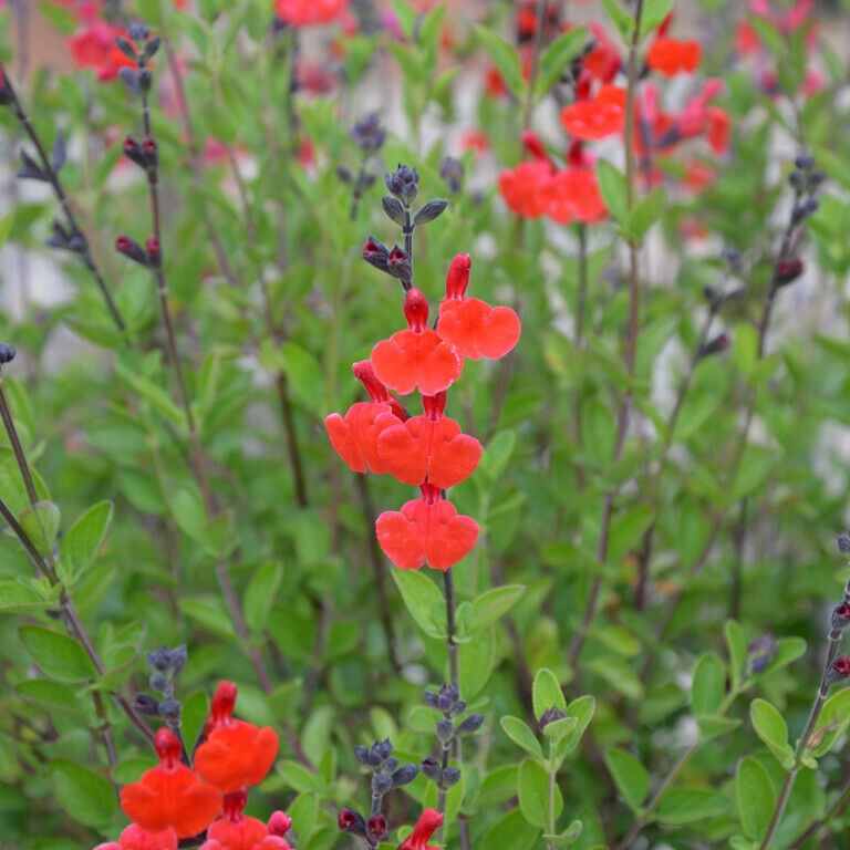 Salvia 'Royal Bumble' x 5 Pack - 5cm JUMBO Plug Plants For Sale