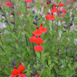 Salvia 'Royal Bumble' x 5 Pack - 5cm JUMBO Plug Plants For Sale