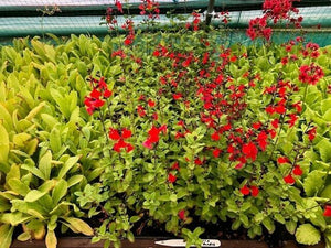 Salvia 'Royal Bumble' x 5 Pack - 5cm JUMBO Plug Plants For Sale