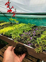 Salvia 'Royal Bumble' x 3 Pack - 5/7cm JUMBO Plug Plants For Sale
