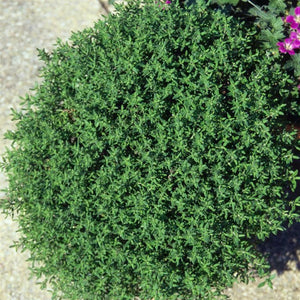 Thyme 'Common' x 5 Pack - 5cm Plug Plants For Sale