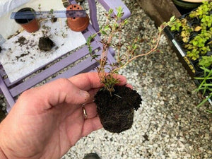 Thyme 'Common' x 5 Pack - 5cm Plug Plants For Sale