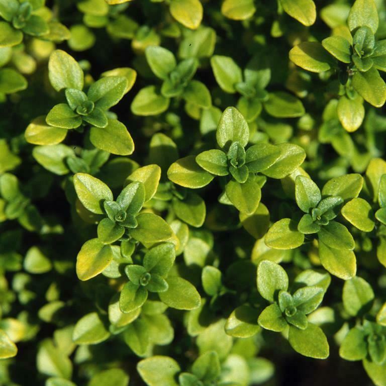 Thyme 'Anderson's Gold' x 3 Pack - 7cm JUMBO Plug Plants For Sale