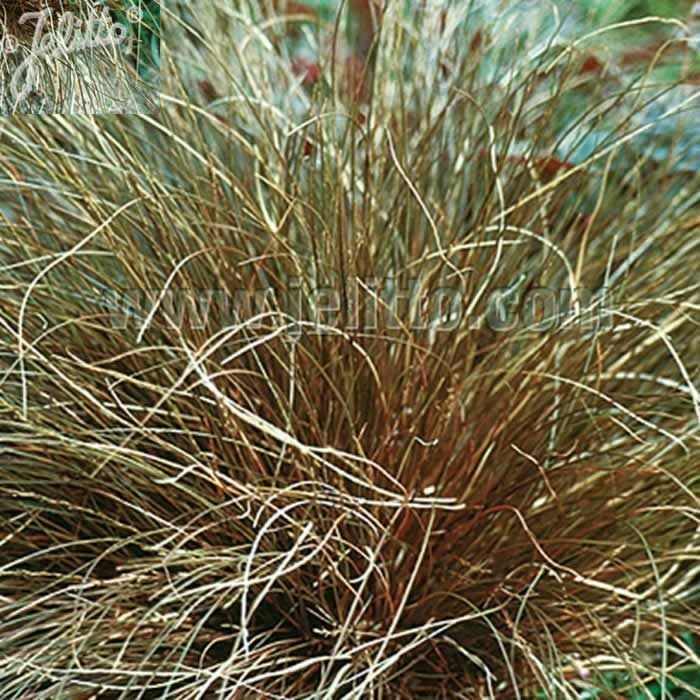 Carex Bronze x 3 Pack - 5/7cm JUMBO Plug Plants For Sale