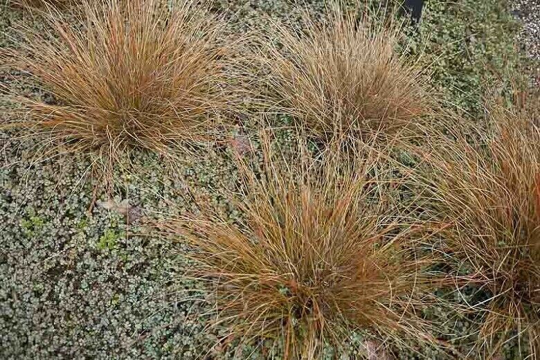 Carex 'Firefox' x 3 Pack - 5/7cm JUMBO Plug Plants For Sale