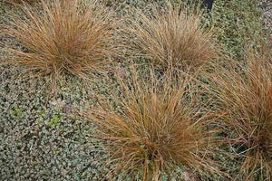 Carex 'Firefox' x 3 Pack - 5/7cm JUMBO Plug Plants For Sale