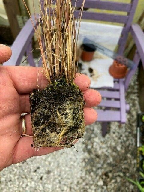 Carex 'Firefox' x 3 Pack - 5/7cm JUMBO Plug Plants For Sale