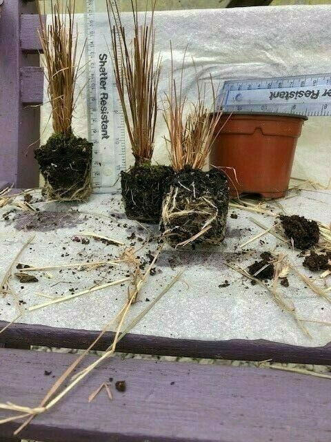 Carex 'Firefox' x 3 Pack - 5/7cm JUMBO Plug Plants For Sale