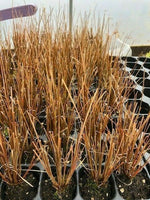 Carex 'Firefox' x 3 Pack - 5/7cm JUMBO Plug Plants For Sale