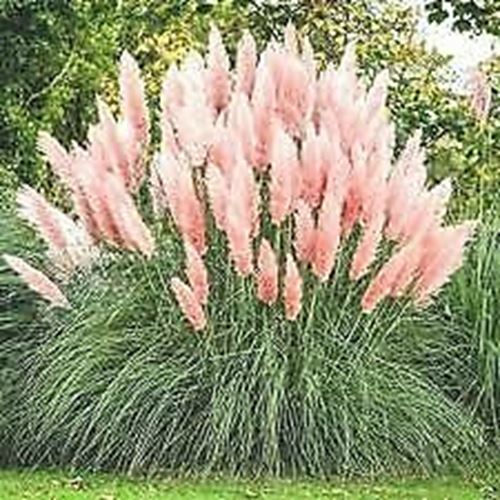Pampas Grass Cortaderia 'Pink' x 3 Pack - 5/7cm JUMBO Plug Plants For Sale