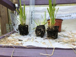 Pampas Grass Cortaderia 'Pink' x 3 Pack - 5/7cm JUMBO Plug Plants For Sale