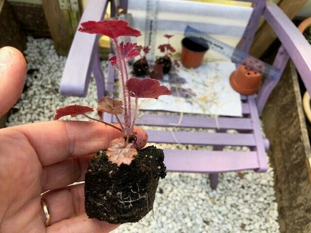 Heuchera 'Palace Purple' x 3 Pack - 5/7cm JUMBO Plug Plants For Sale