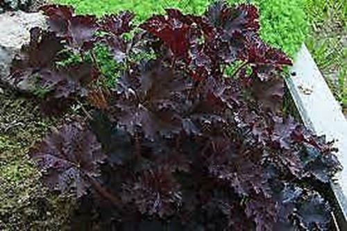 Heuchera 'Palace Purple' x 3 Pack - 5/7cm JUMBO Plug Plants For Sale