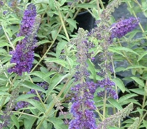 Buddleja 'Empire Blue' x 3 Pack - 5/7cm JUMBO Plug Plants For Sale