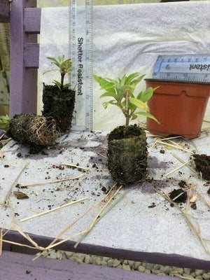 Buddleja 'Empire Blue' x 3 Pack - 5/7cm JUMBO Plug Plants For Sale