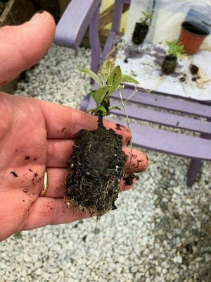 Buddleja 'Empire Blue' x 3 Pack - 5/7cm JUMBO Plug Plants For Sale