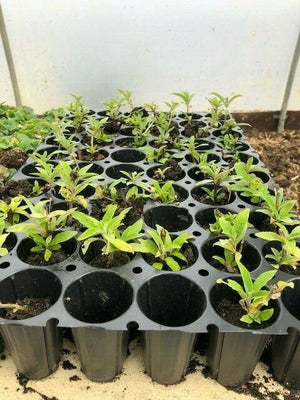 Buddleja 'Empire Blue' x 3 Pack - 5/7cm JUMBO Plug Plants For Sale